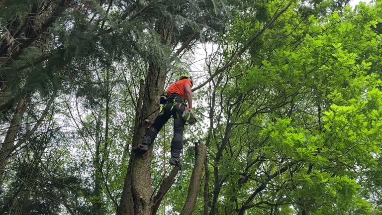  , USA Tree Removal and Landscaping Services Pros